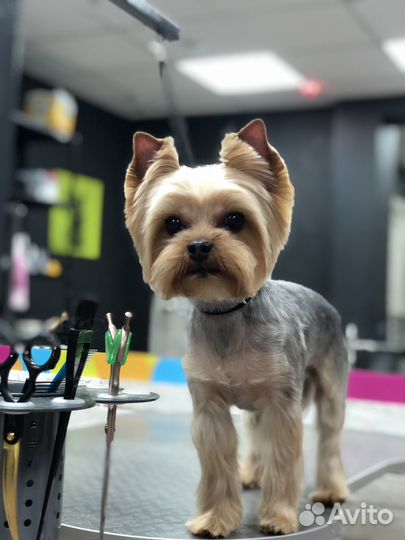 Стрижка собак / груминг/экспресс -линька