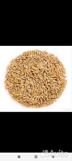 Зерно пшеница ячмень овёс крс