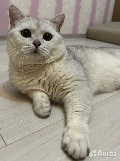 Шотладский кот вязка