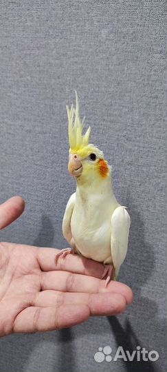 Попугай Корелла