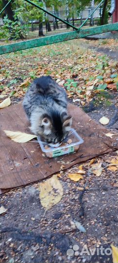 Котики бесплатно в добрые руки