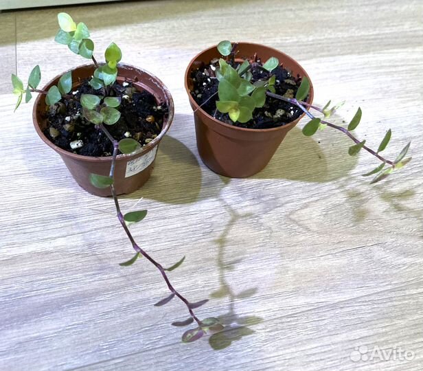 Каллизия Gold. Оксалис (Кислица )