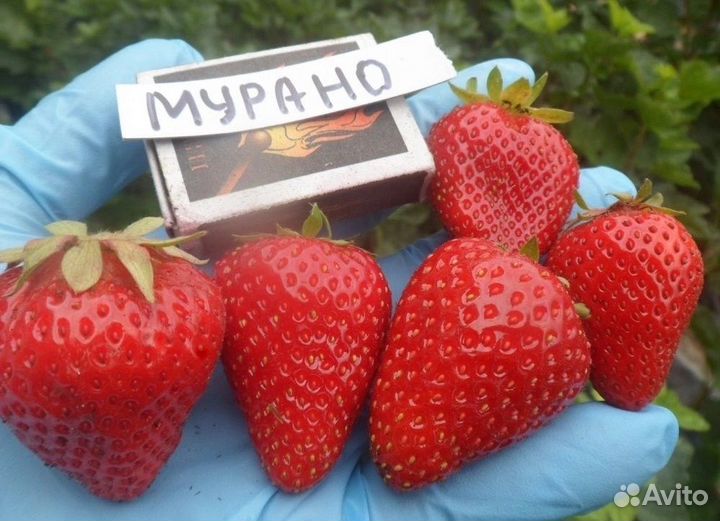 Клубника мурано и кабрилло