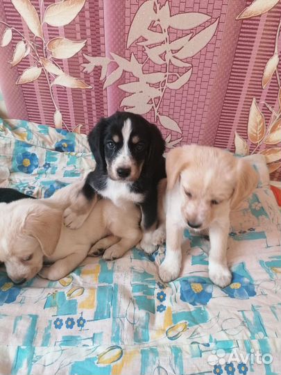 Щенки небольших пород