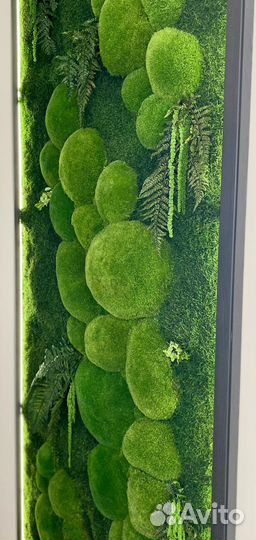 Мох. Фитостена.Озеленение.Растения.Декор.Мебель