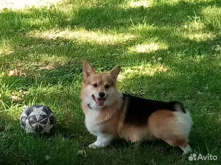 Вязка кобель вельш корги пемброк