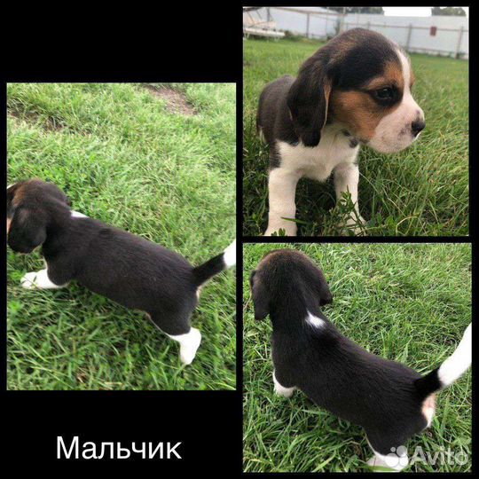 Щенки бигль