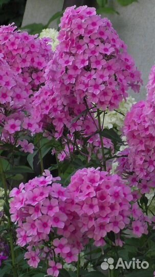 Флоксы многолетние