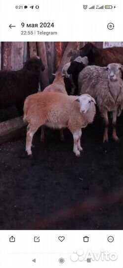 Овцы бараны ягнята