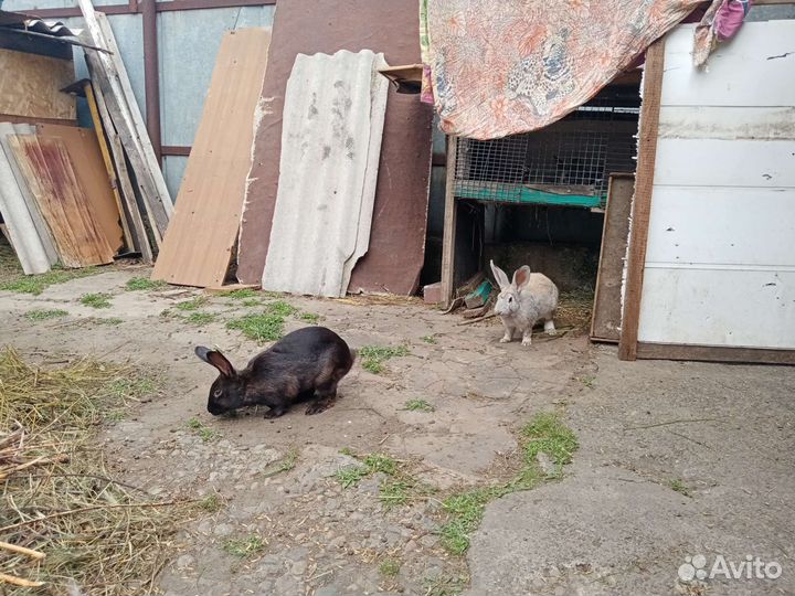 Продаются кролики