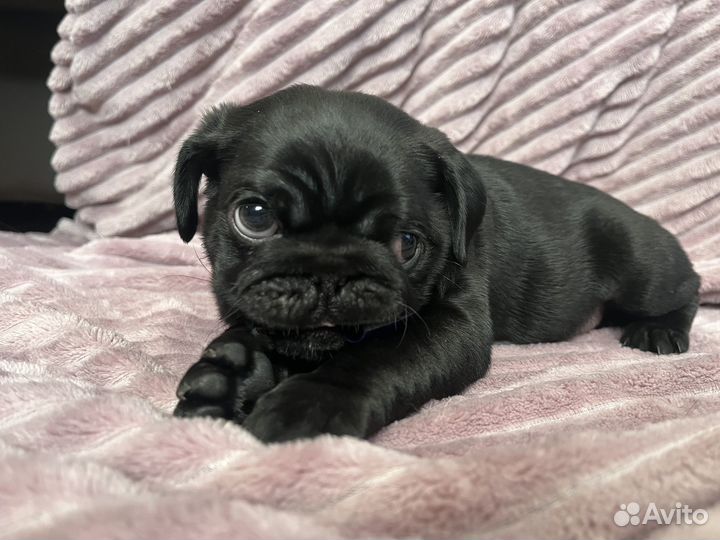 Щенки мопса