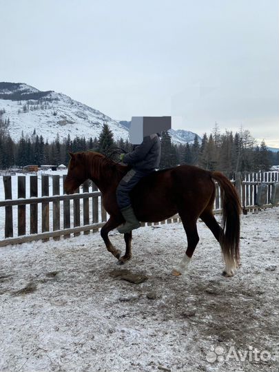 Жеребец иноходец