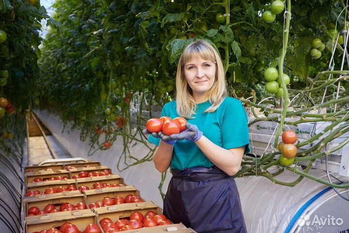 Работа вахта овощевод