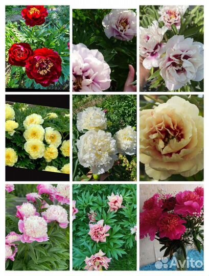 Пионы ирисы лилии Лилейники