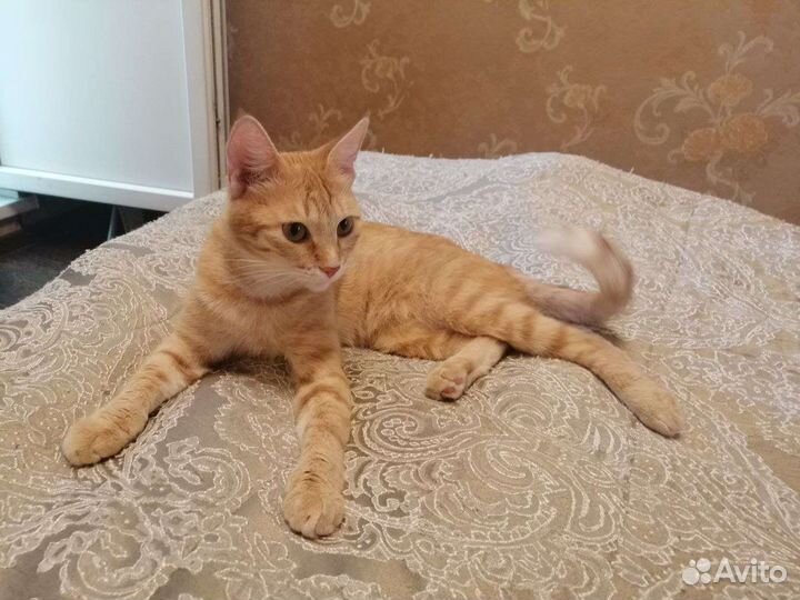 Кошка в дар