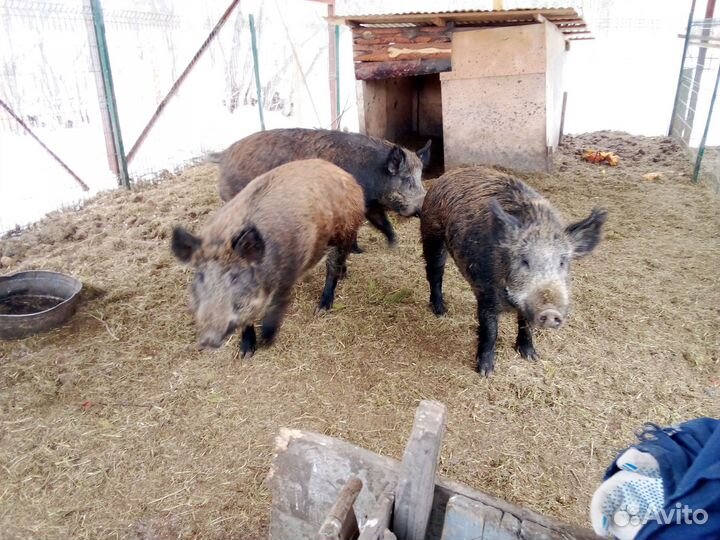 Кабаны взрослые