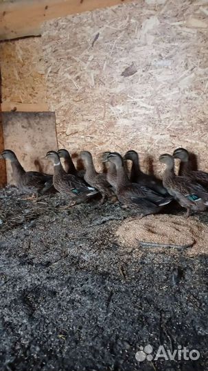 Подсодные утки