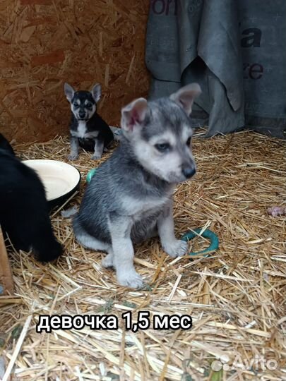 Малышка в добрые руки