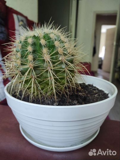 Кактус эхинокактус