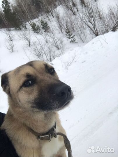 Пёс Барс