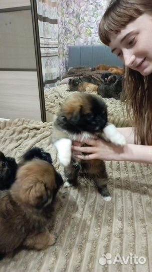 Щенки пекинеса