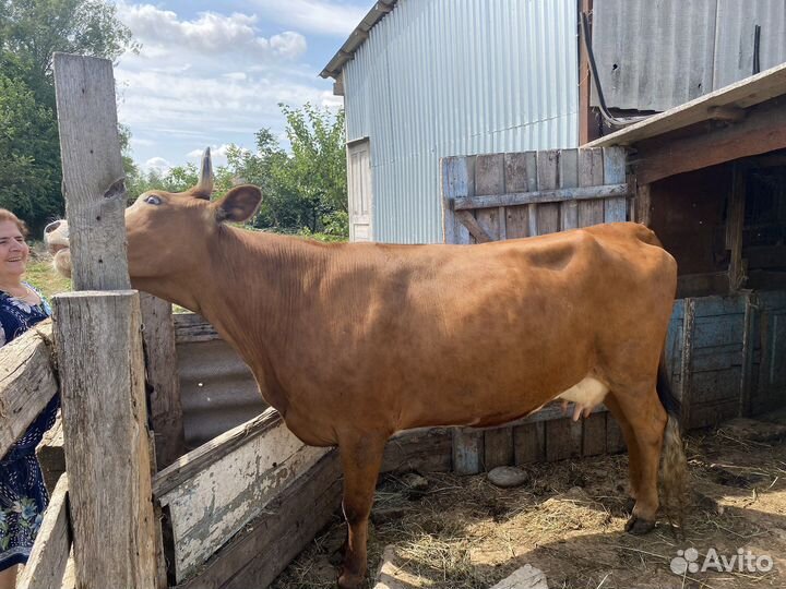 Корова высокоудойная