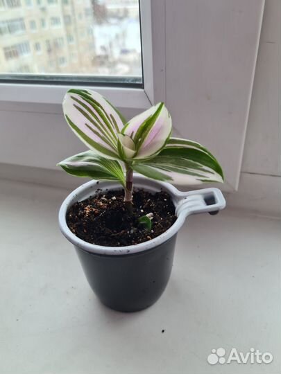 Продам цветы