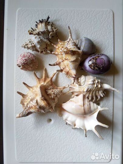 Морские ракушки