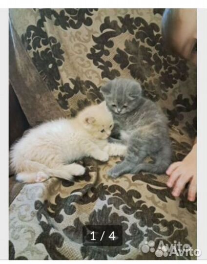 Кошки в добрые руки