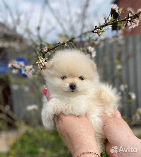 Щенки померанского шпица