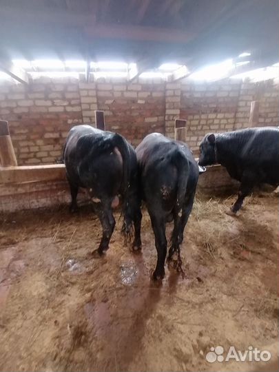 Быки на племя