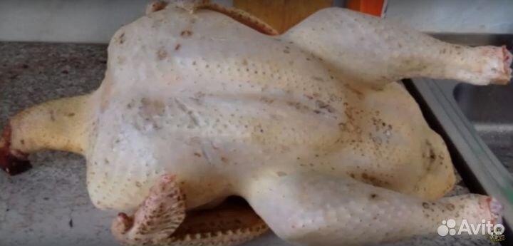 Индюшата суточные, тяжёлый кросс Биг6