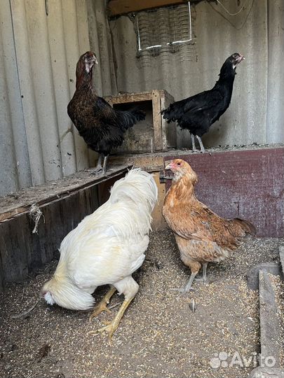 Цыплята пород: Орпингтон, Конхенхин, Русская хохл