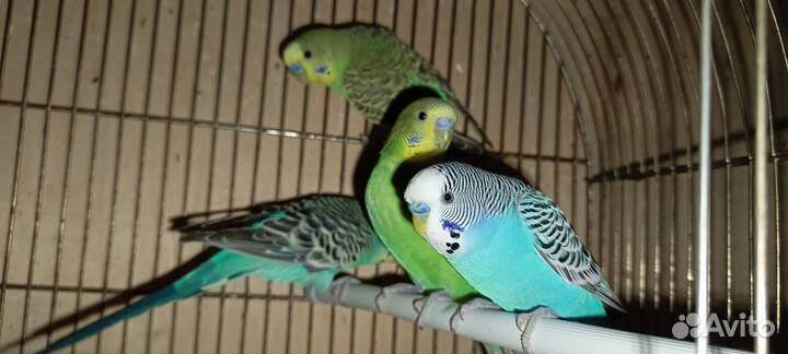 Волнистые попугаи домашнего разведения