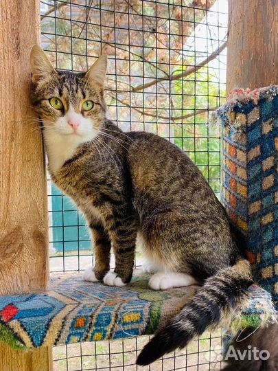 Скромная и ласковая Пиаф