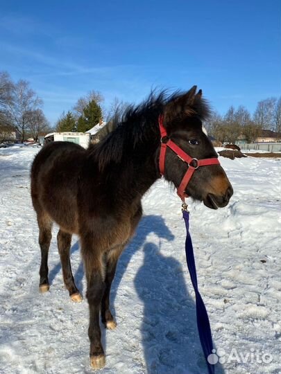 Лошадь и карета на продажу