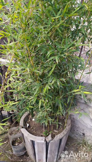 Вечнозелёный,быстрорастущий,неприхотливый,бамбук