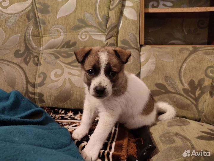 Дворянского рода