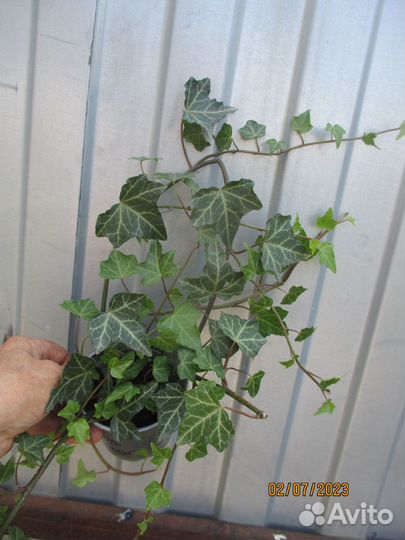 Садовые лианы