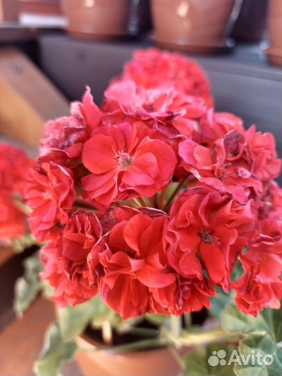 Пеларгонии сортовые