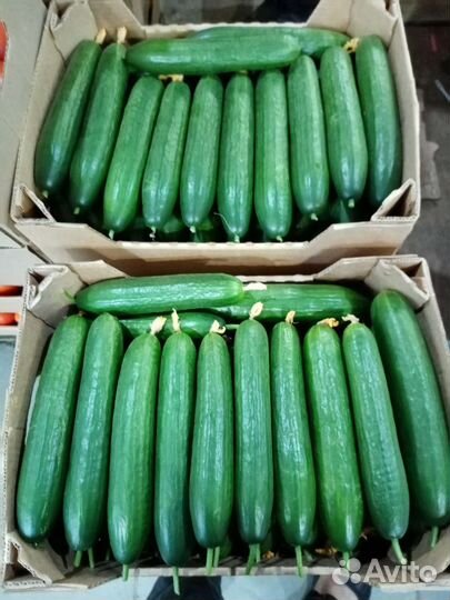 Продам овоши фрукты