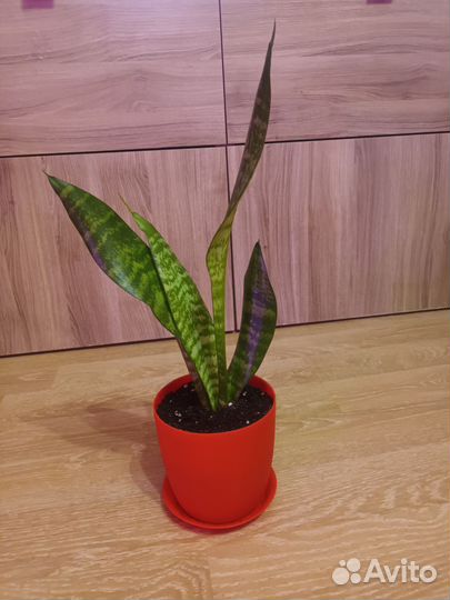 Сансевиерия