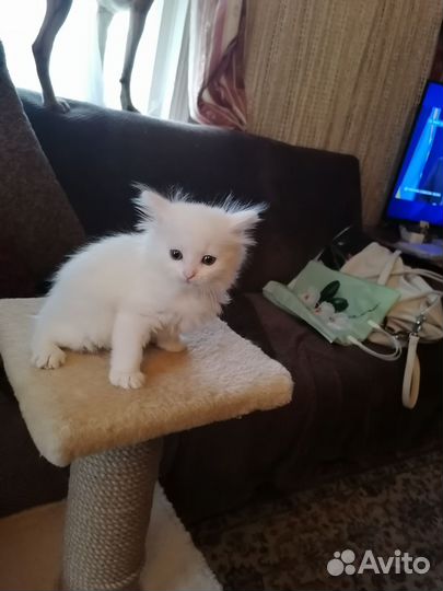 Продам белых пушистых котят