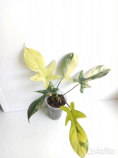 Филодендрон Magic mask