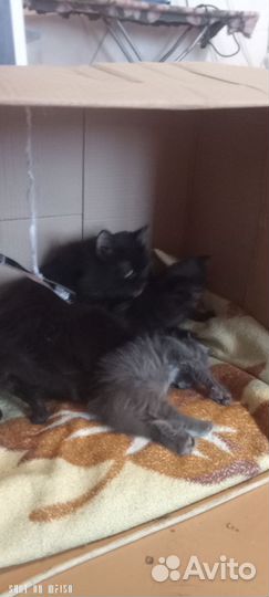 Котята в добрые руки бесплатно