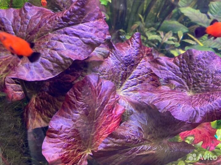 Теодоксусы, растения для аквариума