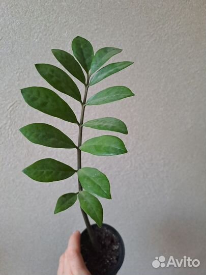 Замиокулькас