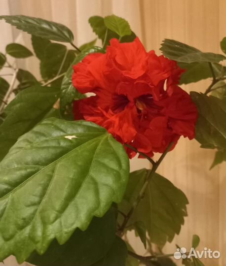 Гибискус китайская роза