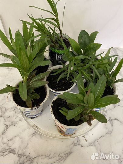 Цветы многолетники