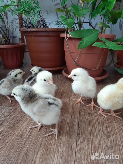 Цыплята Мастер Грей